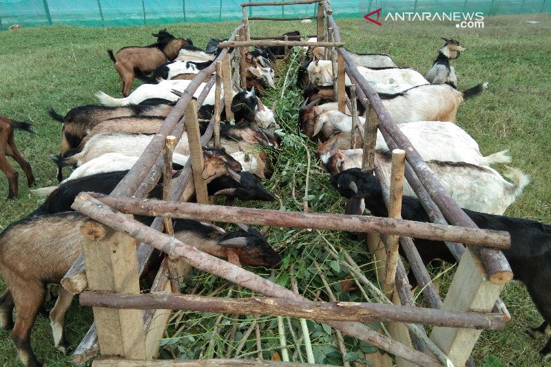 ternak kambing terdekat - IMG 20190730 165836 800x540