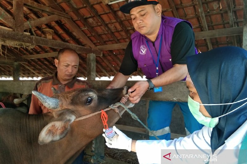 Petugas kesehatan hewan periksa sapi kurban di Garut