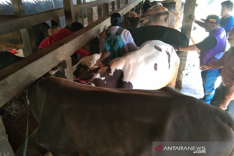 Harga jual sapi di Garut paling murah Rp20 juta