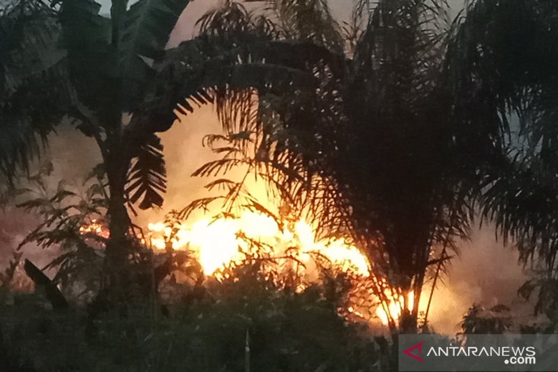 Kebakaran hutan di Register 45 Mesuji 