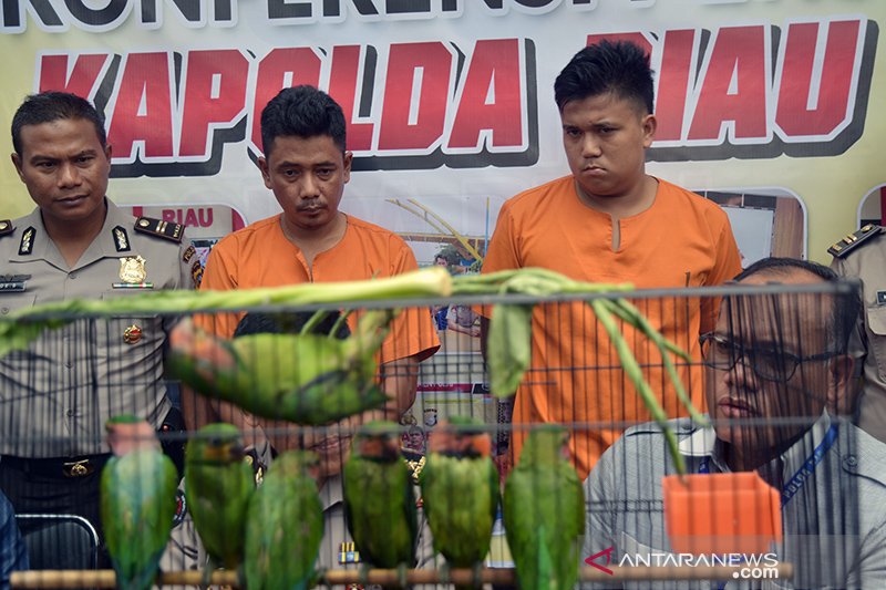 Bongkar Sindikat perdagangan Satwa Dilindungi, begini penampakannya 