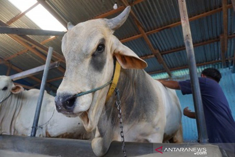 Sapi korban pesanan Presiden Jokowi