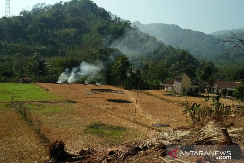 Lahan pertanian 180 hektare di Cianjur terancam gagal panen