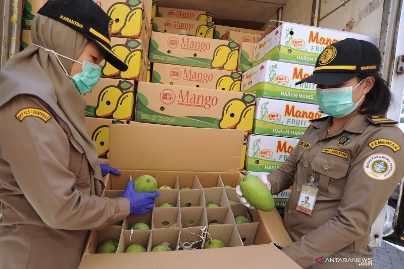 Mangga bebas lalat buah hasil riset kolaborasi Injabar Unpad dan Kementan