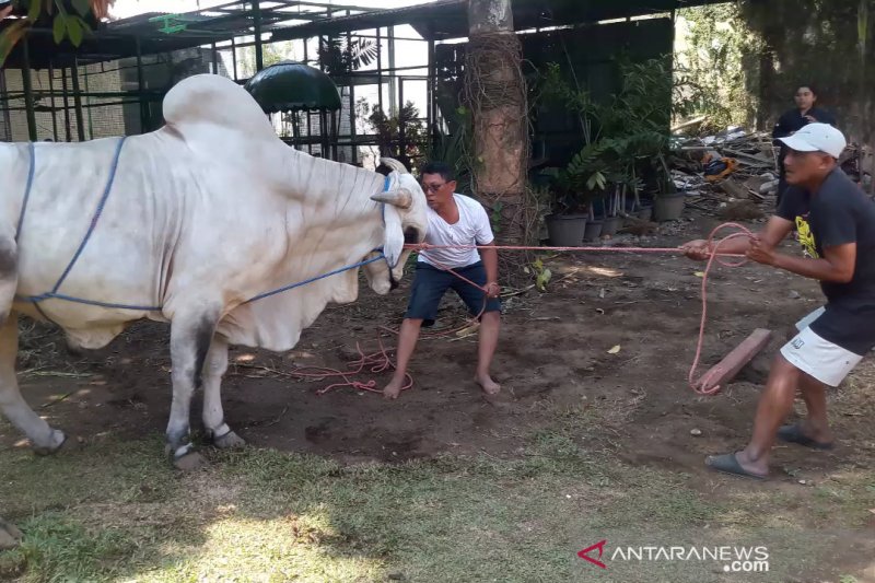 Daging kurban di Istana Gedung Agung disalurkan untuk pegawai dan warga