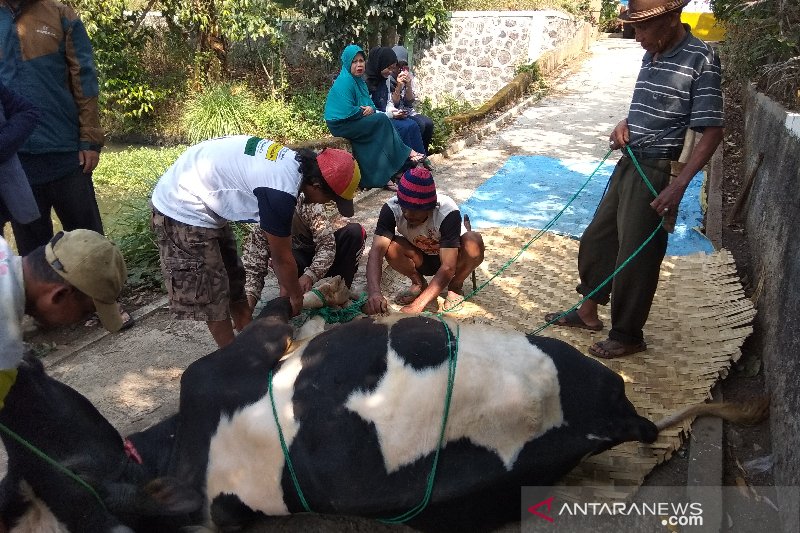 Jagal tertendang sapi di Cengkareng meninggal dunia adalah hoaks