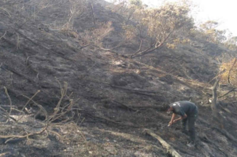 Kebakaran puncak Gunung Ciremai hanguskan habitat edelweis 343 ha