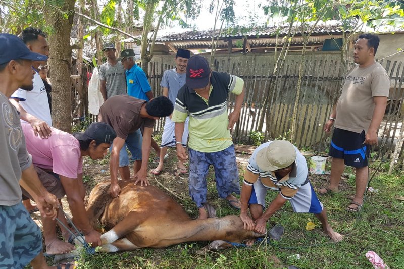 DSLNG sumbang 11 ekor sapi kurban untuk masyarakat