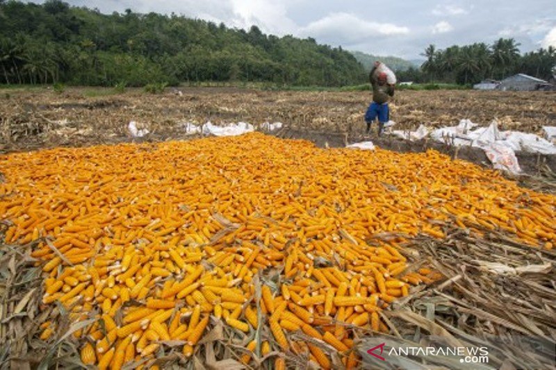 Surplus produksi jagung nasional