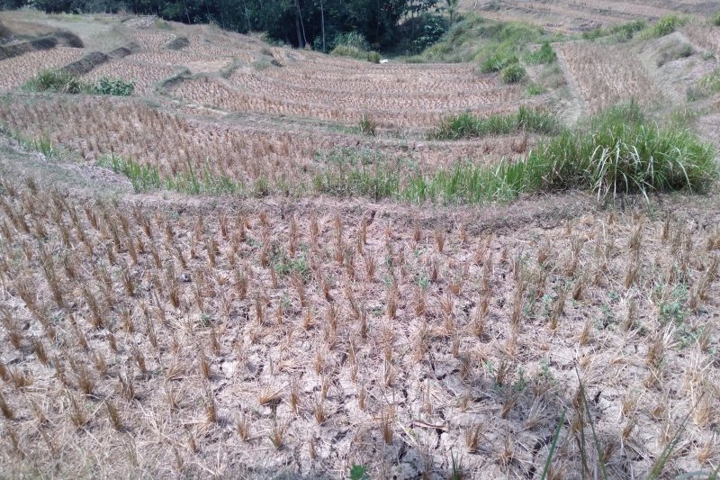 123 hektare sawah di Karawang puso