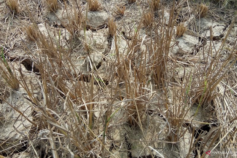 Ratusan hektare sawah di Mesuji kekeringan