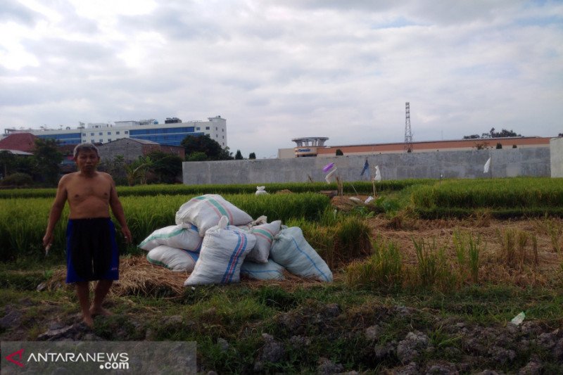 Sleman mengupayakan lahan pertanian kering di Prambanan untuk penuhi LP2B