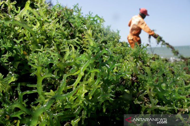 Panen rumput laut