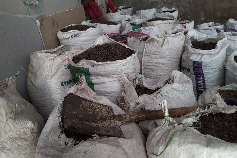 Jakarta dan Aceh pemasok biji melinjo asal Lampung