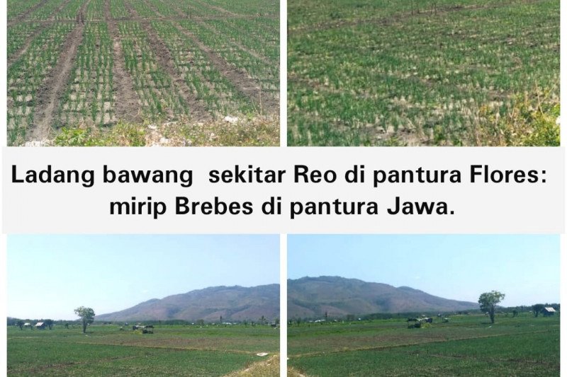 Ladang Bawang