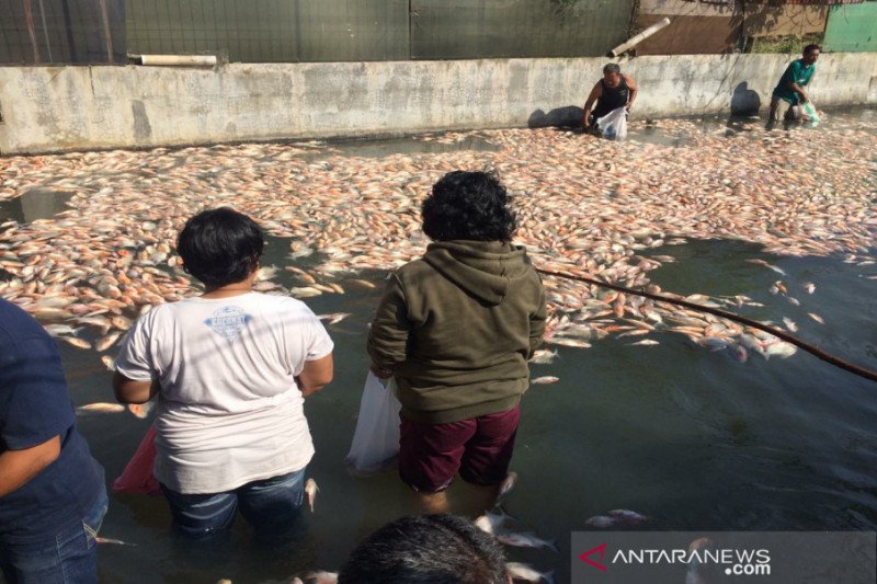 Akibat pintu  air  ditutup lima ton ikan air  tawar di  kolam 