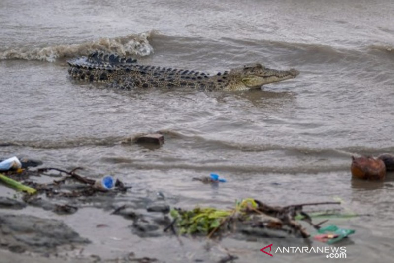 Habitat buaya di sungai Palu penuh sampah