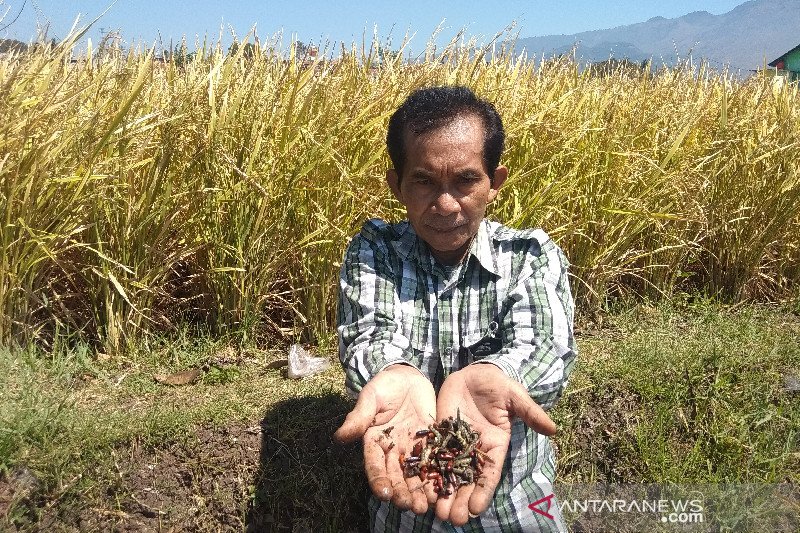 Tanaman padi siap panen dirusak hama di Garut