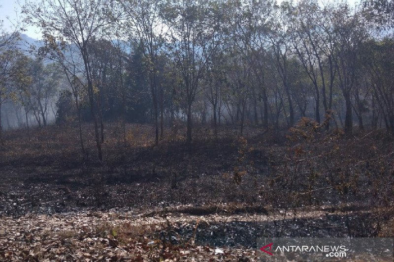 15 hektare lahan perkebunan karet terbakar di Tasikmalaya