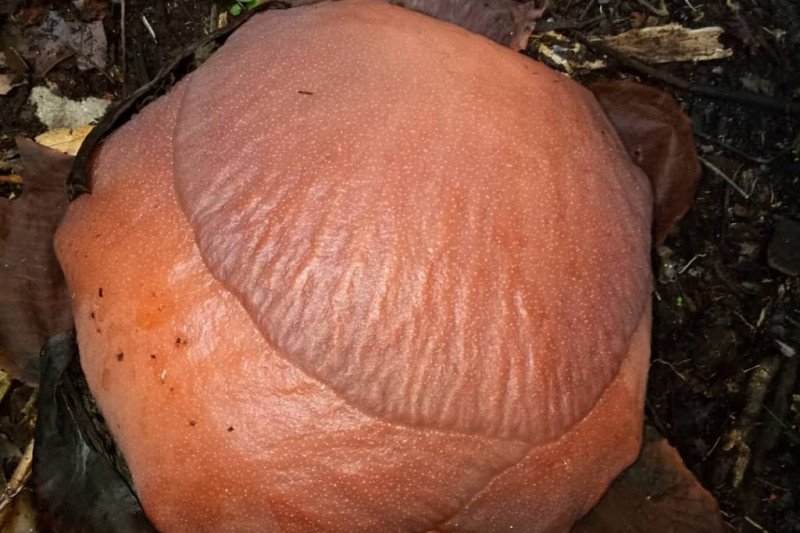 Lagi penemuan Bunga Raflesia Arnoldi di Agam, seperti apa?