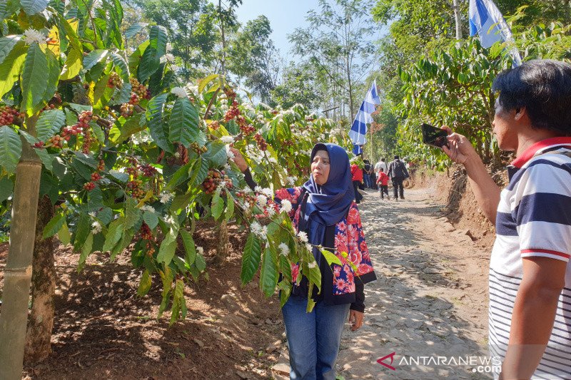 Geliat Ekonomi Desa Wisata Doesoen Kopi Sirap Antara Jateng