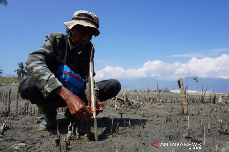 Program penanaman mangrove upaya mitigasi bencana