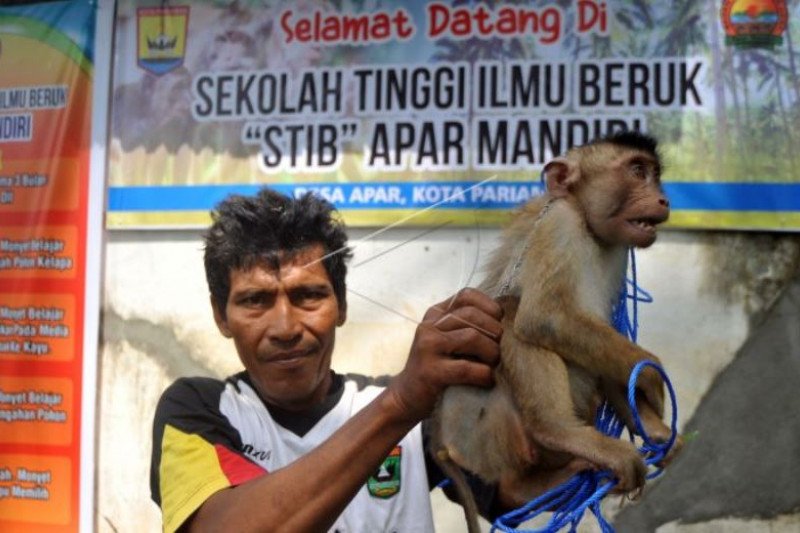 SEKOLAH BERUK PARIAMAN