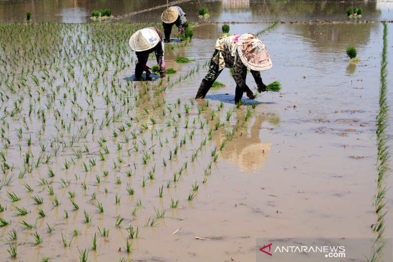 Program cetak sawah 2019