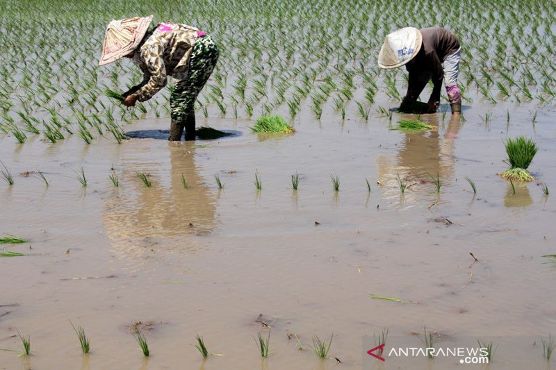 Program cetak sawah 2019