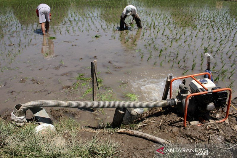 Irigasi sawah dari sumur bor