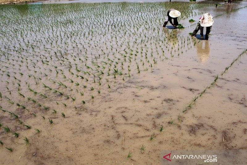 Program cetak sawah 2019