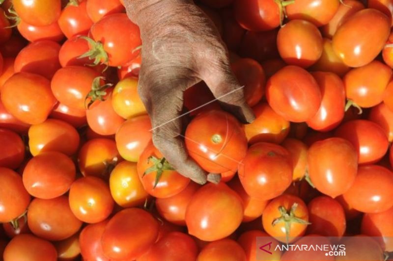 PETANI MENANGIS, HARGA TOMATNYA ANJLOK  DRATIS