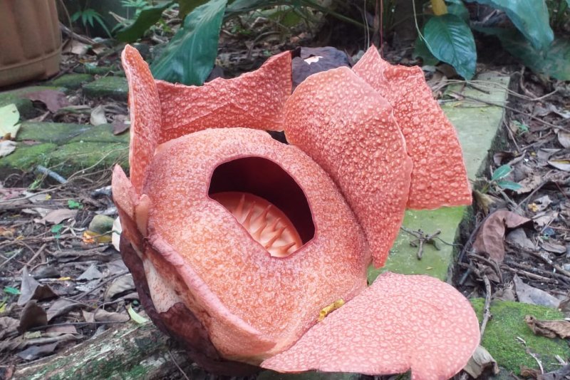 Kerusakan habitat ancaman terbesar kepunahan Rafflesia patma