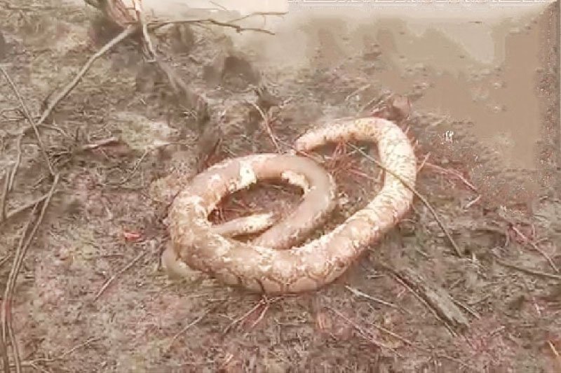Banyak hewan terbakar saat kebakaran lahan