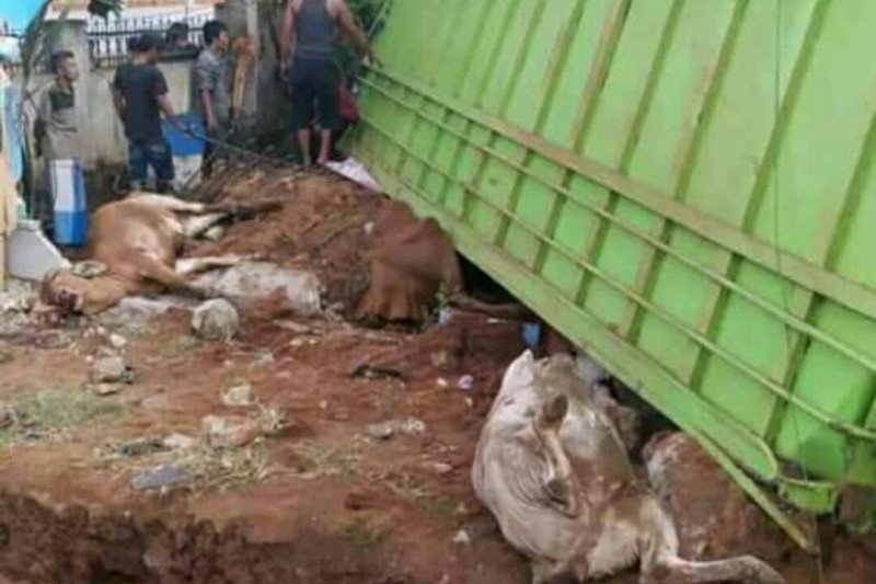 Truk bermutan sapi terguling di Jalinpatim Lampung Timur - ANTARA News