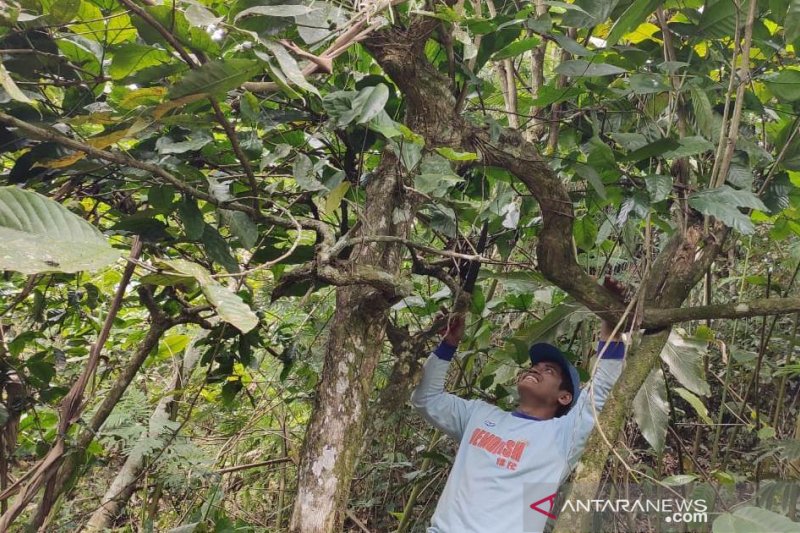 Kopi peninggalan Belanda saat ini tengah dikembangkan warga Rejang Lebong