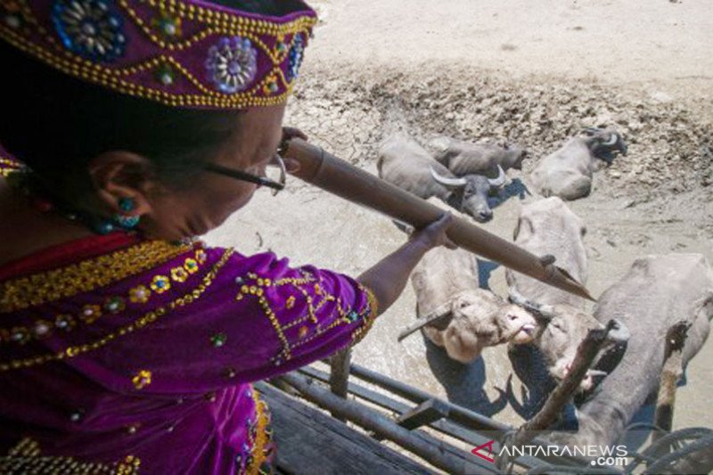Sisa tradisi peternakan adat di Poso