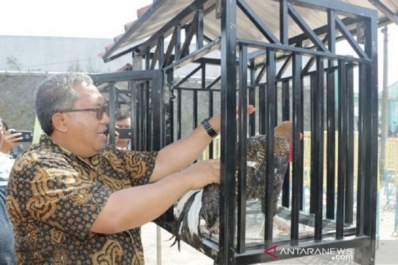 Ayam pelung sebagai destinasi agro wisata Sukabumi