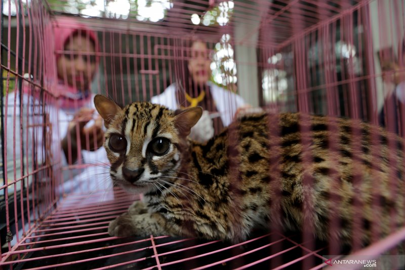 Kemarin, imunisasi vaksin COVID-19 hingga warga temukan kucing hutan langka