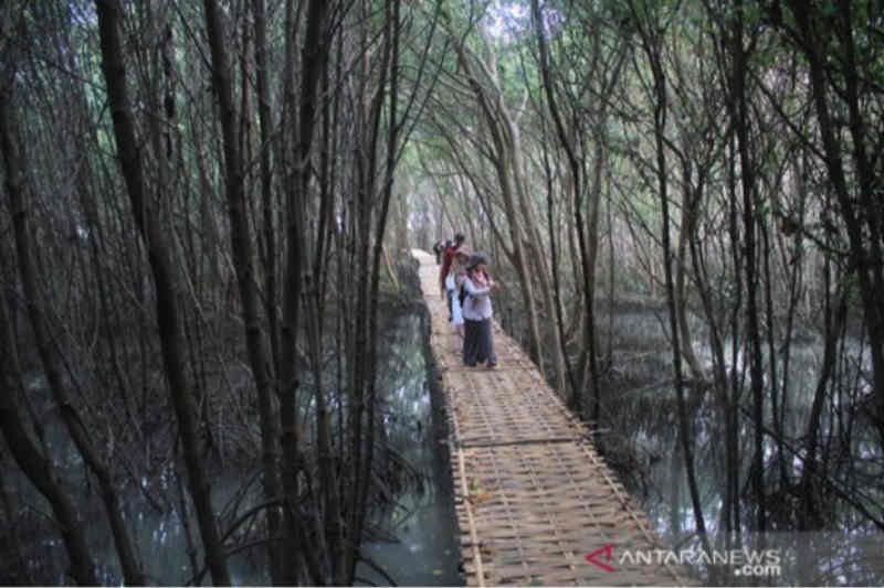 Mangrove Karangsong, dari penahan abrasi jadi wahana edukasi