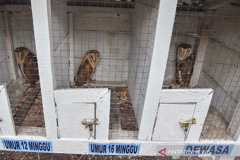 Burung Hantu Penjaga Kebun Kelapa Sawit