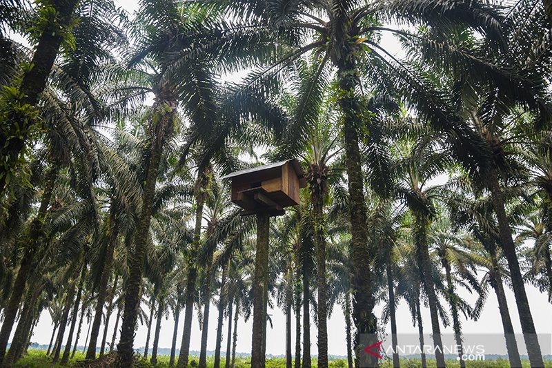 Burung Hantu Penjaga Kebun Kelapa Sawit