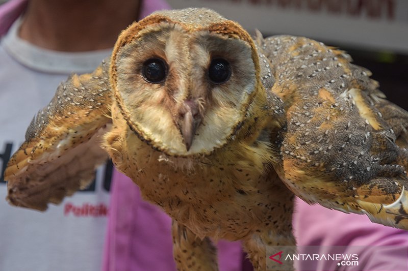 Burung Hantu Penjaga Kebun Kelapa Sawit