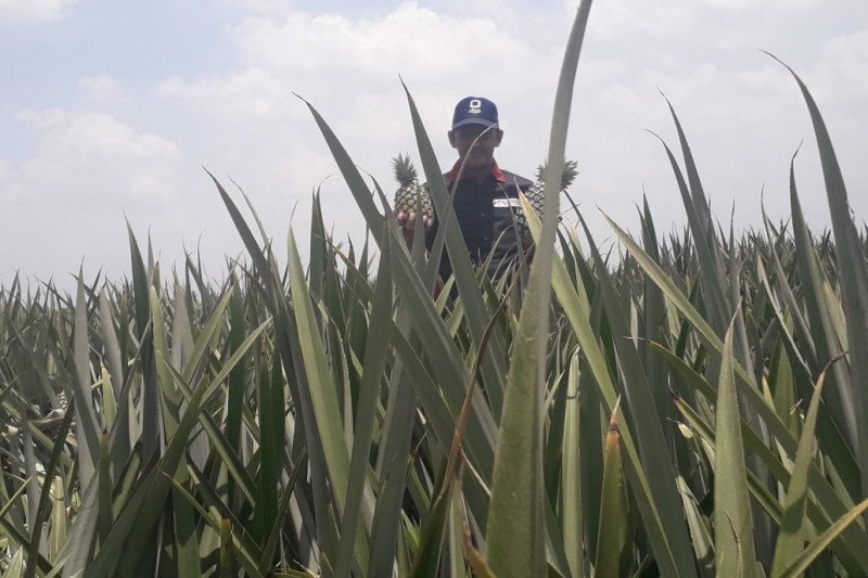 Produksi nanas PT GGP capai 2.000-3.500 ton per hari