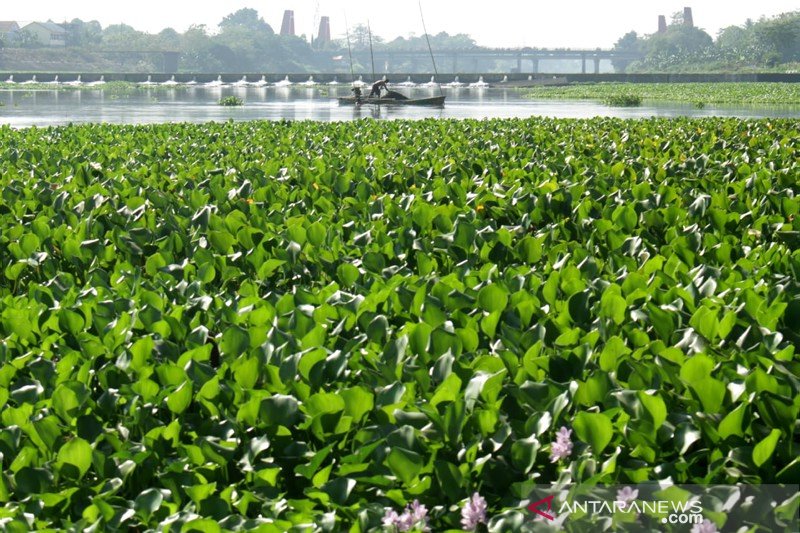 Transportasi sungai terganggu eceng gondok