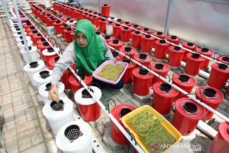 Budidaya hidroponik Pertamina