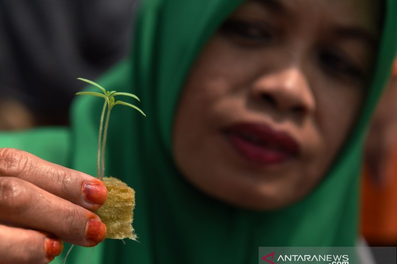 Budidaya hidroponik Pertamina