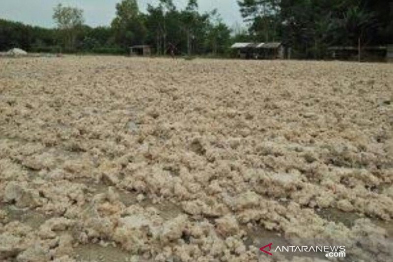 Harga ampas singkong di Mesuji naik