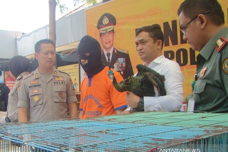 Polisi Gresik amankan 13 burung langka