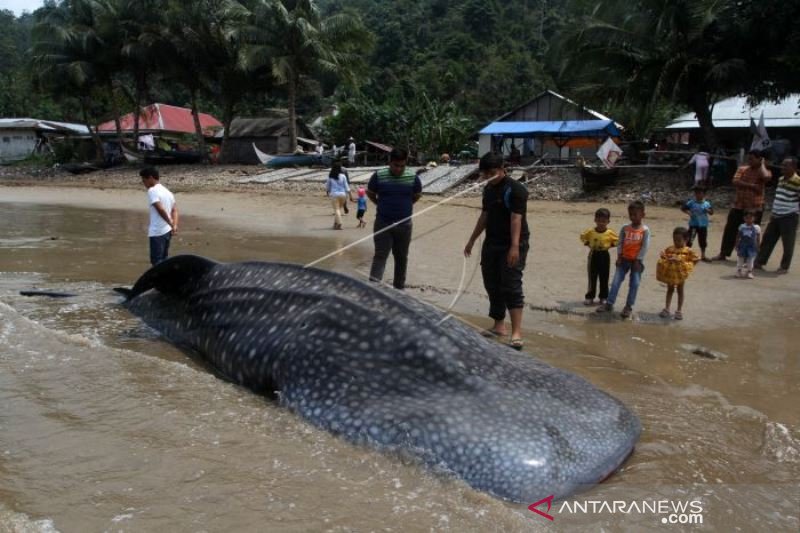 IKAN HIU PAUS TERDAMPAR